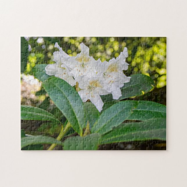 Vita Rhododendronblommor, Allan Park, Norland Pussel (Horisontell)