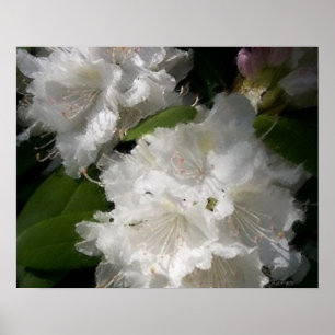 Vita Rhododendrons Mjuk Sketch Poster