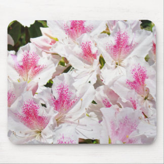 Vita rosa azaleor blommor musmattor Blommiga prese