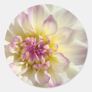 Vita rosa blomstermärken Dahliablommor anpassade Runt Klistermärke
