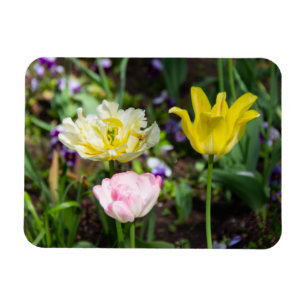 Vita, rosa och gult tulpaner i trädgården magnet
