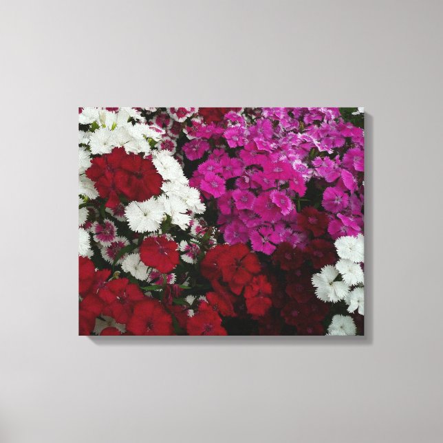 Vita, Rosa och Röda dianthus-Blommigten Canvastryck (Framsida)