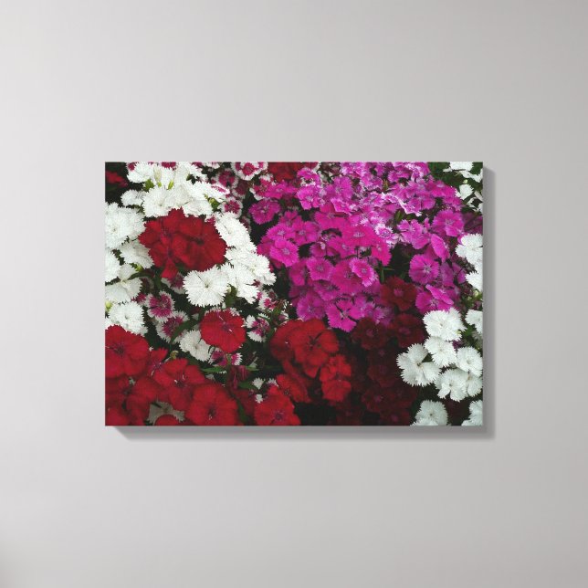 Vita, Rosa och Röda dianthus-Blommigten Canvastryck (Framsida)