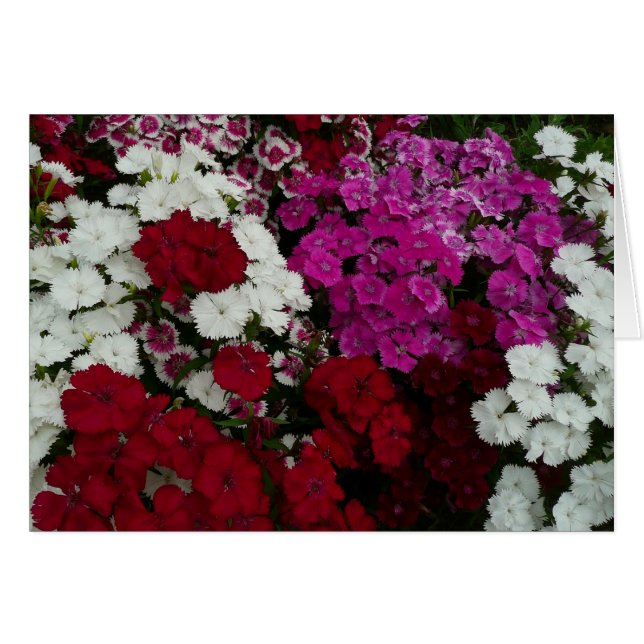 Vita, Rosa och Röda dianthus-Blommigten Hälsningskort (Framsidan Horizontal)