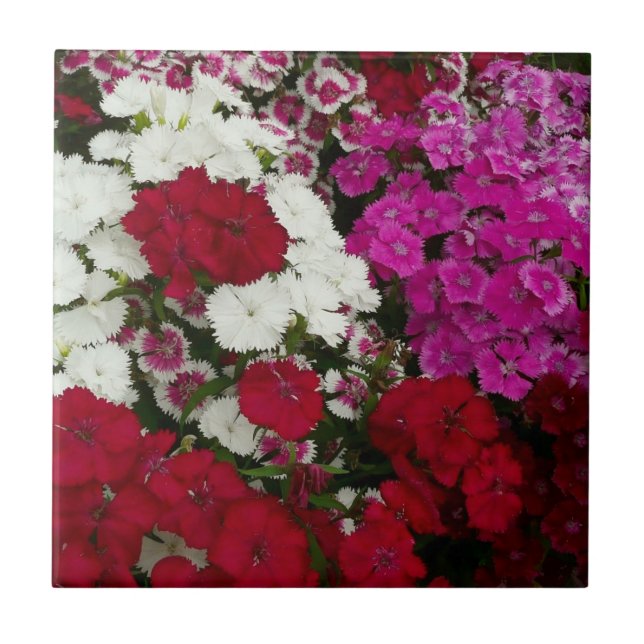 Vita, Rosa och Röda dianthus-Blommigten Kakelplatta (Framsidan)