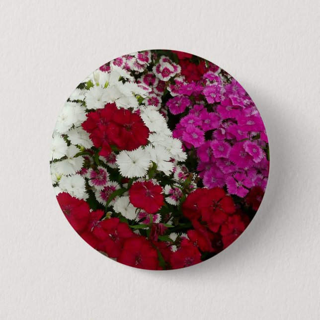 Vita, Rosa och Röda dianthus-Blommigten Knapp (Framsida)