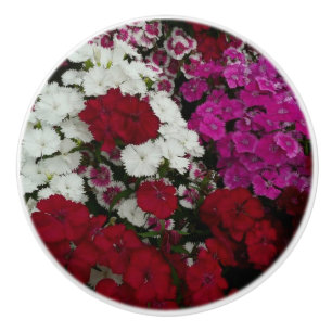 Vita, Rosa och Röda dianthus-Blommigten Knopp