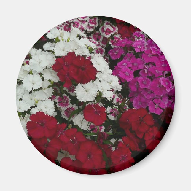 Vita, Rosa och Röda dianthus-Blommigten Magnet (Framsidan)