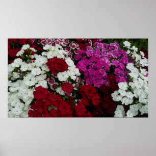 Vita, Rosa och Röda dianthus-Blommigten Poster