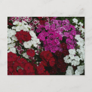 Vita, Rosa och Röda dianthus-Blommigten Vykort