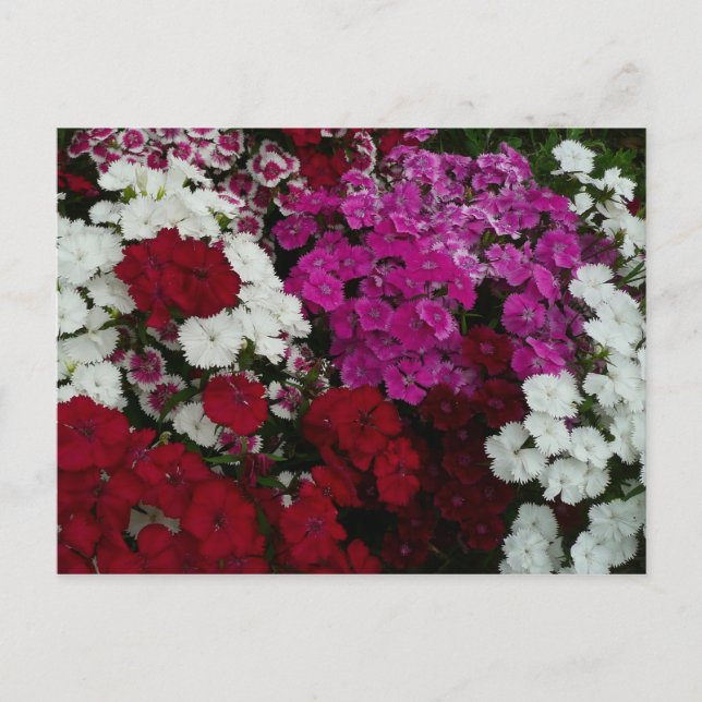 Vita, Rosa och Röda dianthus-Blommigten Vykort (Framsida)