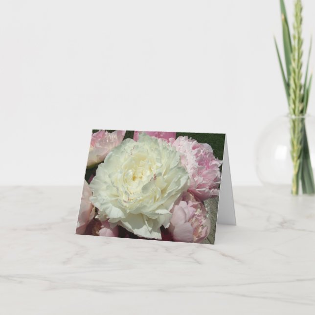 Vita Rosa Peonies/Rosa Peony Note Cards Kort (Framsida)