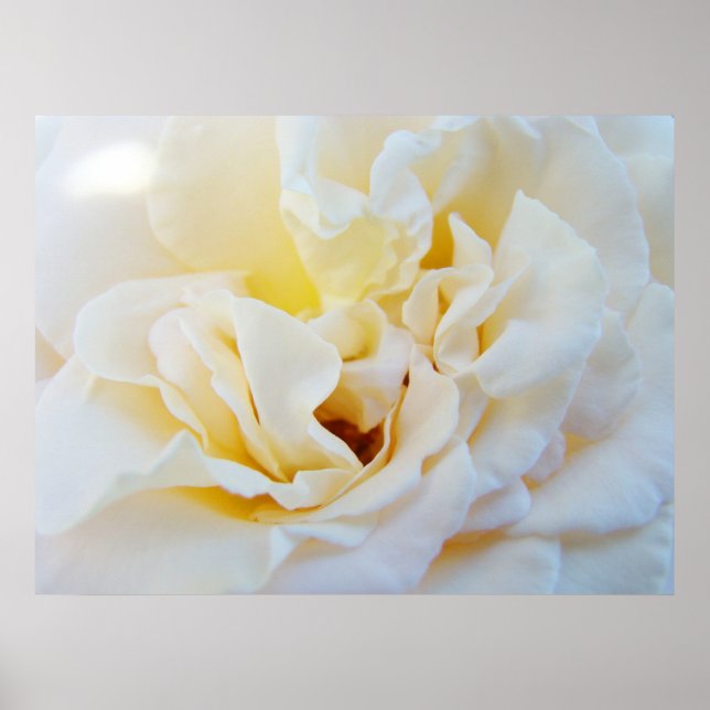 Vita rosblommor konsttryck Botanisk trädgård Poster (Framsidan)
