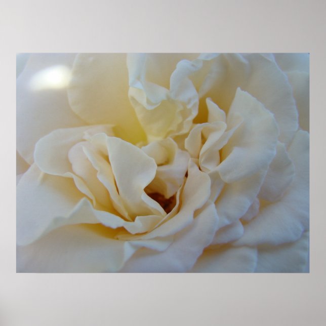 Vita rosen konsttryck Healing Touch Omvårdnad Sjuk Poster (Framsidan)