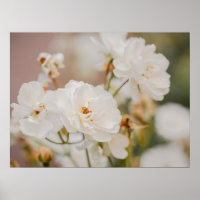 Vita rosor blomster botanisk natur fotografi