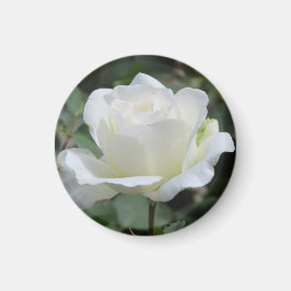 Vita rosor magnet