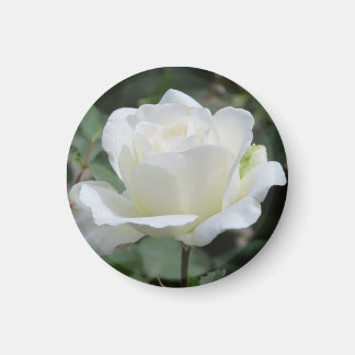 Vita rosor magnet