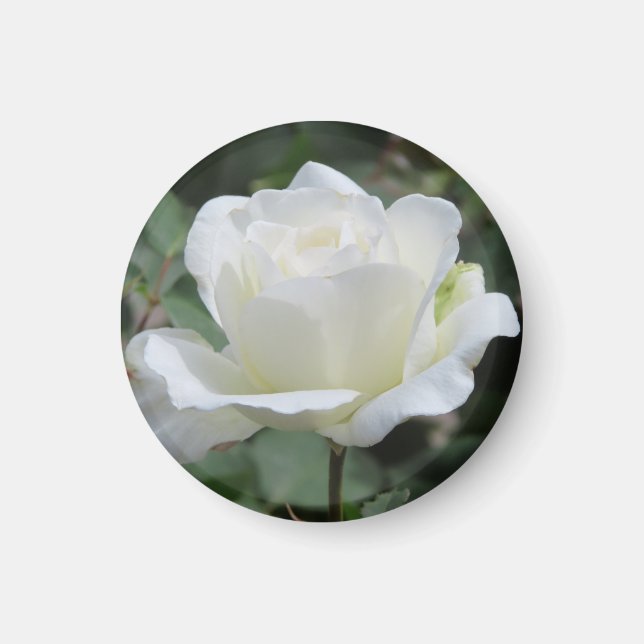 Vita rosor magnet (Framsidan)