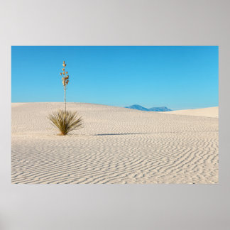 Vita sandöknen landskap och yuccaväxt poster