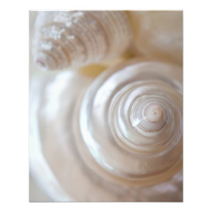 Vita Seashells Tropical Beach Snäckor Kusten Fototryck