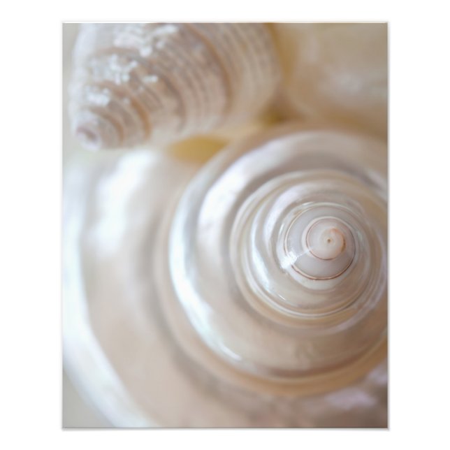 Vita Seashells Tropical Beach Snäckor Kusten Fototryck (Framsidan)