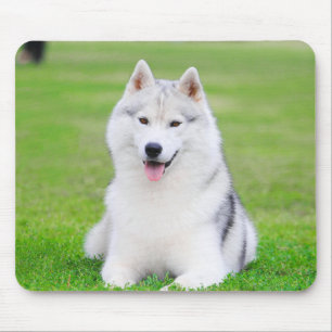 Vita Siberian husky-dockan på Grönt Grass Fält Musmatta