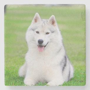 Vita Siberian husky-dockan på Grönt Grass Fält Stenunderlägg