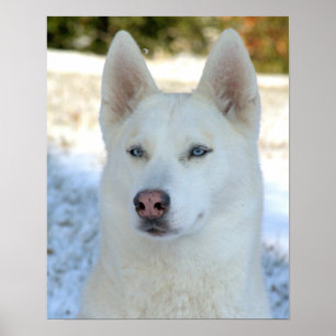 Vita Siberian husky poster