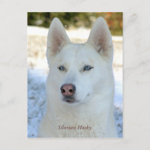 Vita Siberian husky-vykort Vykort
