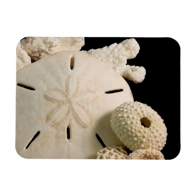 Vita snäckskal och sanddollar magnet (Horisontell)