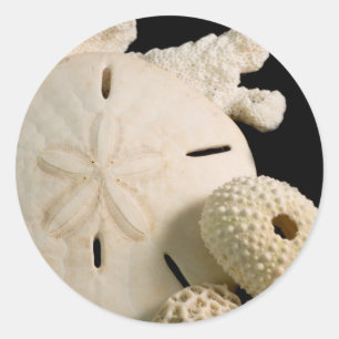 Vita snäckskal och sanddollar runt klistermärke