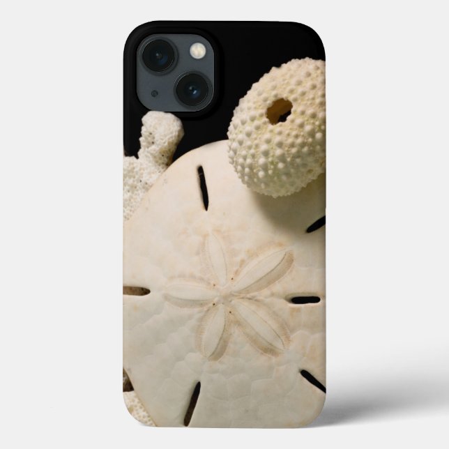 Vita snigelskal och sanddollar (Baksida)