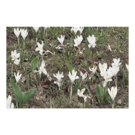 Vita snödroppar i vårgräs fototryck