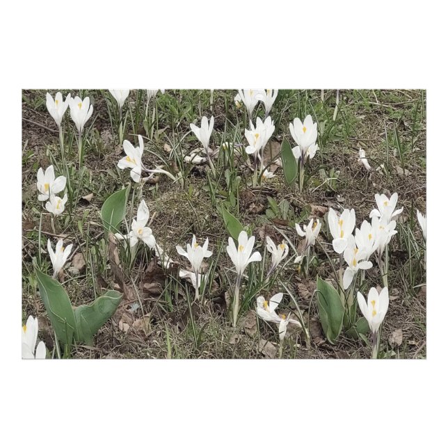 Vita snödroppar i vårgräs fototryck (Framsidan)