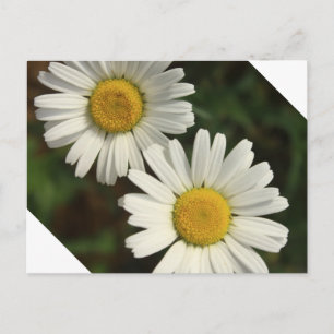Vita sommarblommor av daisy vykort
