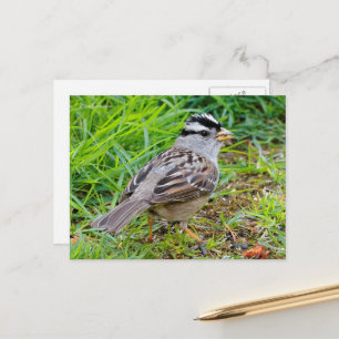 Vita Sparrow Songbird i Grass Vykort
