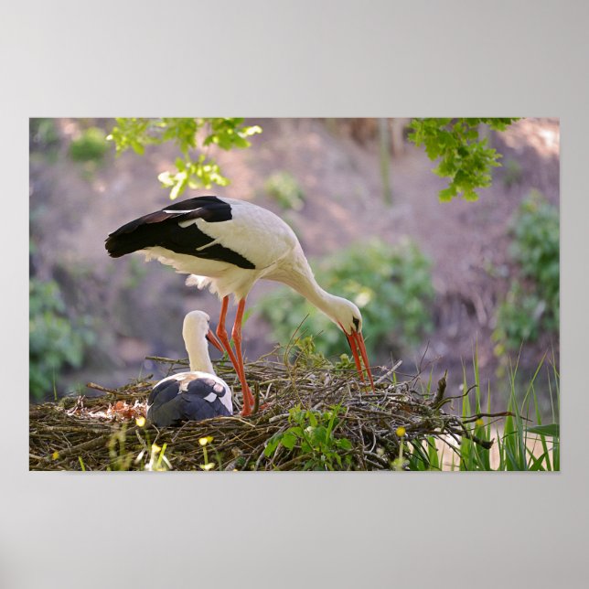 Vita stormar i sitt bo poster (Framsidan)