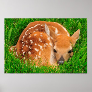 Vita Svan Baby Hjort Poster