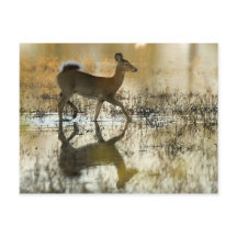 Vita-Svan Hjorten Shadow