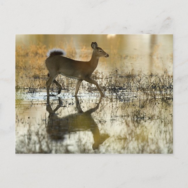 Vita-Svan Hjorten Shadow Vykort (Framsida)