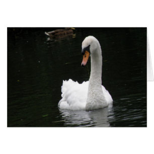 Vita Svan-kort Hälsningskort