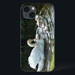 Vita Svan med Chickar<br><div class="desc">Vita Svan med Chickar.  frontiernow.com</div>