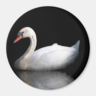 Vita svan på svart magnet