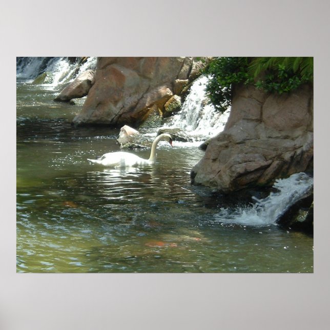 Vita Svan Poster (Framsidan)