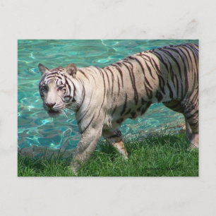 Vita tiger mot blått gångfoto från vatten vykort