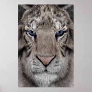Vita Tigerhuvud Vilda Liv Estetik Poster