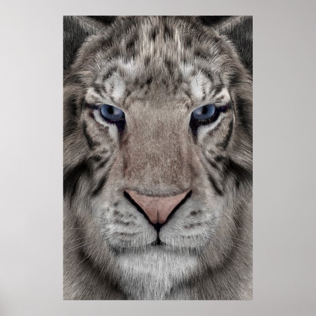 Vita Tigerhuvud Vilda Liv Estetik Poster (Framsidan)
