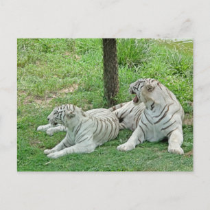 Vita Tigers Vykort