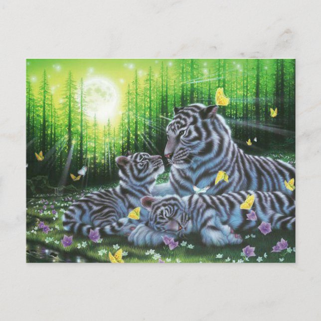 Vita Tigers Vykort (Framsida)