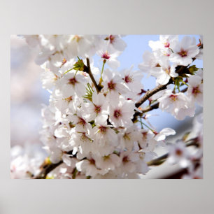 Vita träd-blommarna under våren poster